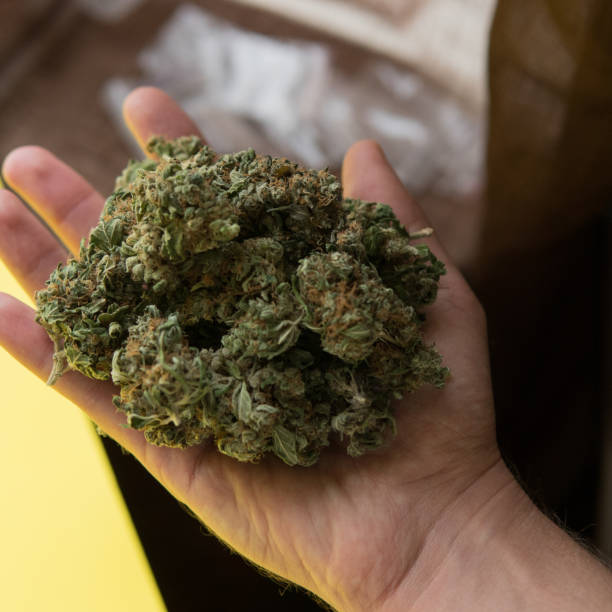 istock One Pound of Organic Cannabis 1080690124