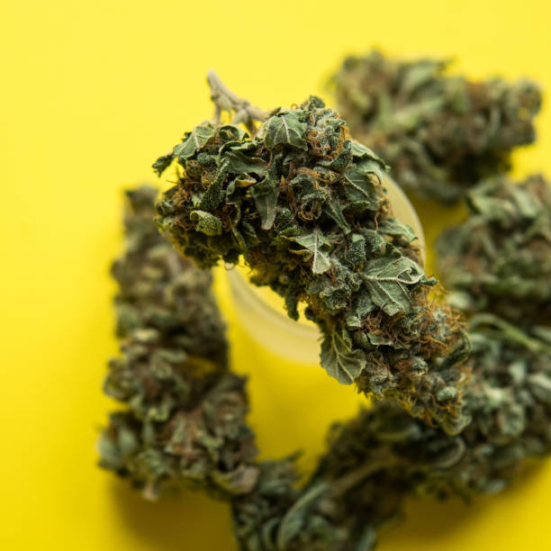 istock One Pound of Organic Cannabis 1080690148