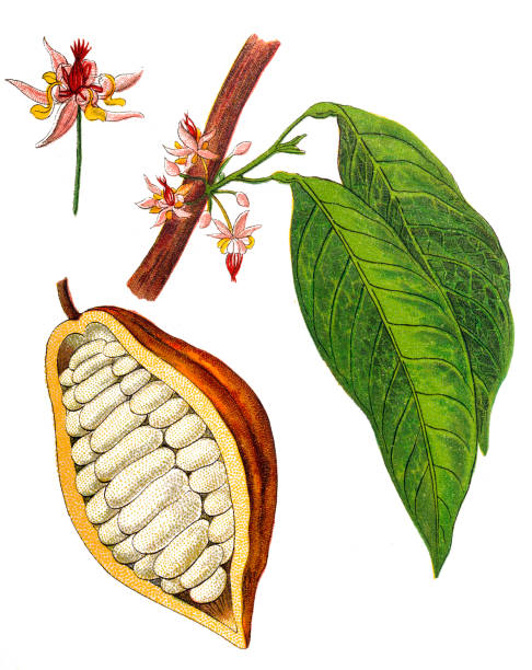 Theobroma cacao ,Cocoa bean Illustration of a Theobroma cacao ,Cocoa bean theobroma cacao flower stock illustrations