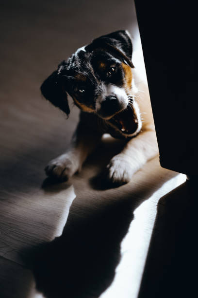 istock A small puppy looks like a devil. Evil and ghastly, monstrous. 1080696718