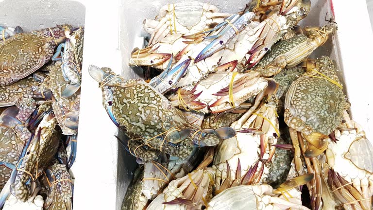 Große Pazifische Schwimmkrabbe Lizenzfreie 4K und HD Stock Videos