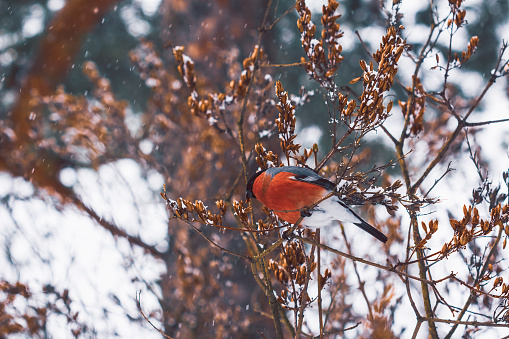 Bullfinch in winter feeds on seeds from the bush