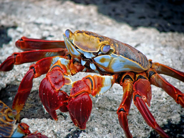 istock Fresh raw crab on ice. Seafood. 1080699848