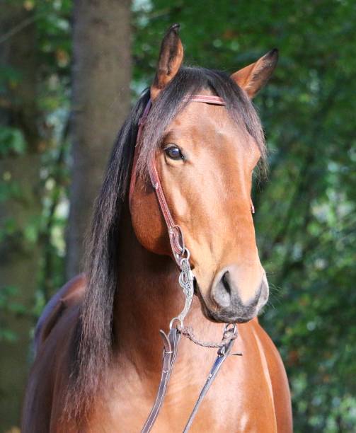 istock brown quarter horse head portrait 1080700412