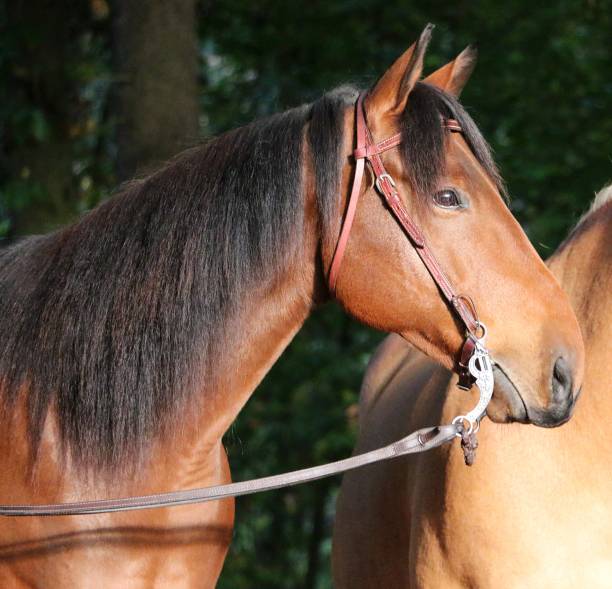istock brown quarter horse head portrait 1080700426