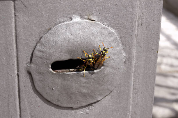 Some wasps are coming out of their nest, built inside the lock of a door, (keyhole)