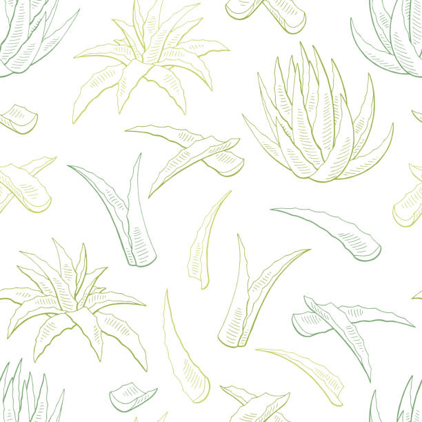 ilustrações de stock, clip art, desenhos animados e ícones de aloe vera graphic color seamless pattern background sketch illustration vector - ramo parte de uma planta ilustrações