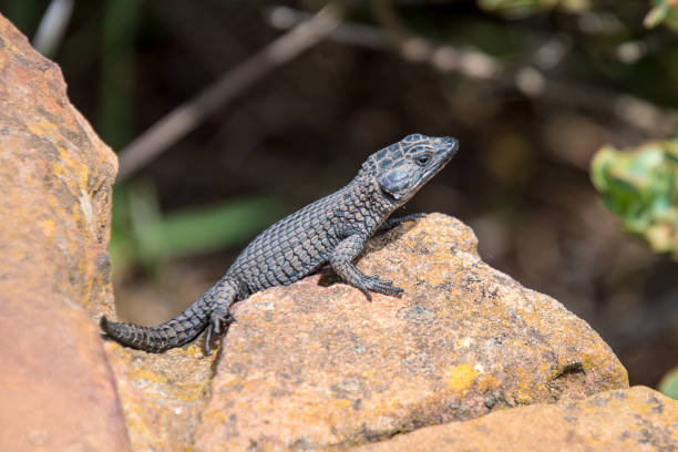 istock Black lizard South Africa 1080723474