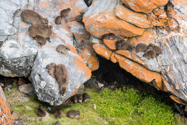 cape town rock hyrax cape town rock hyrax hyrax stock pictures, royalty-free photos & images