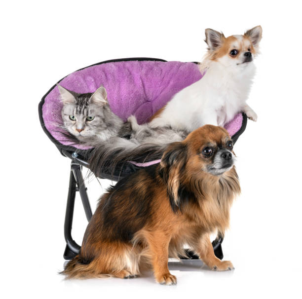 istock maine coon cat and chihuahua 1080730404