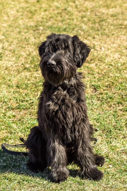 istock Big Black Giant Schnauzer puppy 1080738758