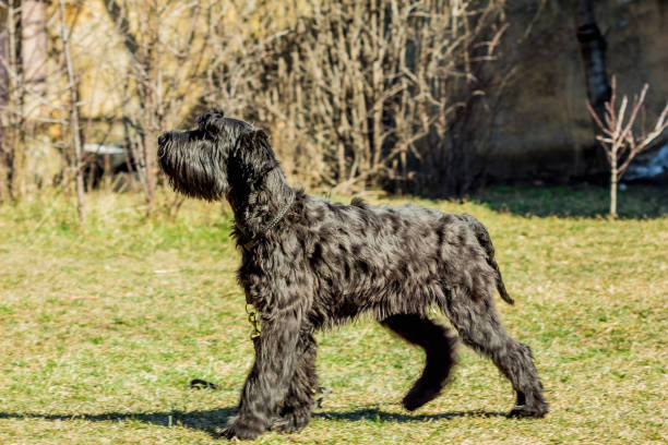 屋外のシュナウザーを黒い草 - giant schnauzer ストックフォトと画像