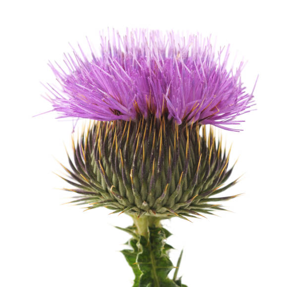 blüte der distel mit dornen. - purple thistle stock-fotos und bilder