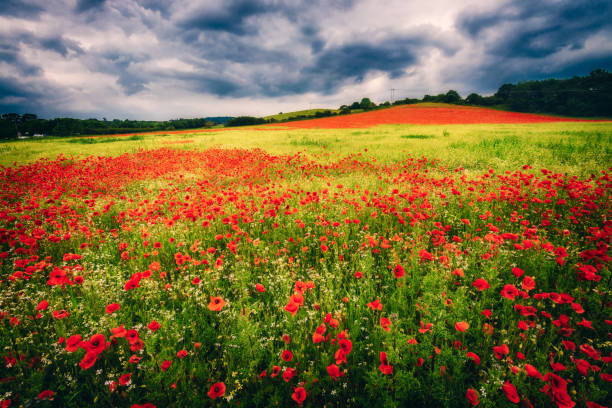 istock poppy flowers in the field 1080743900
