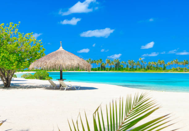 istock tropical beach in Maldives 1080743946