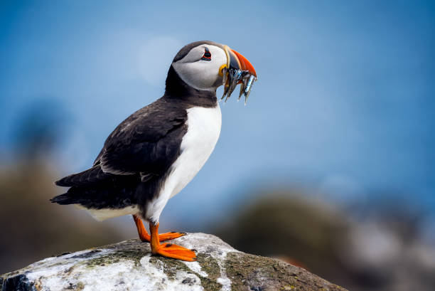 istock lovely puffins in England 1080744808