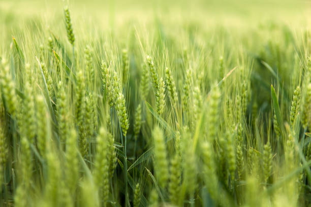 istock Weath cereal field in the summer 1080745802