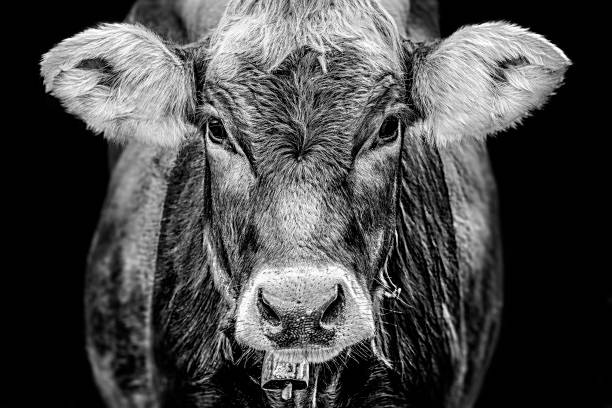 Cow in Austria stock photo