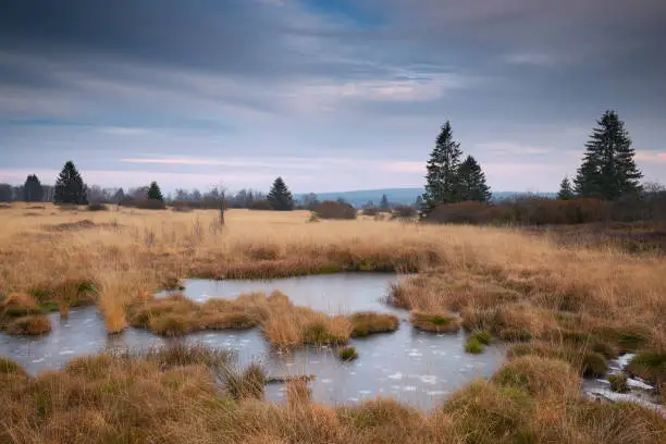 A winter day in National Park High Fens / Hautes Fagnes in Belgium, with a frozen pond in the foreground.