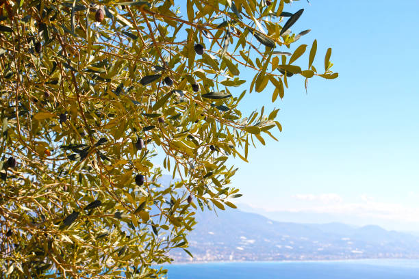 istock Olive tree branches with ripe olives fruits 1080754160