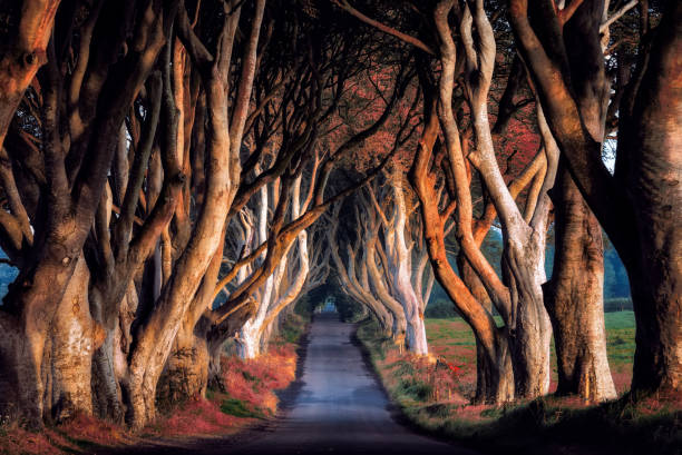 istock dark hedges in Northern ireland 1080754336