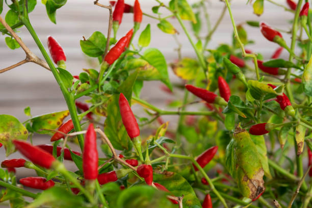 istock guinea-pepper or bird Chilli on barch with green leafs 1080759068