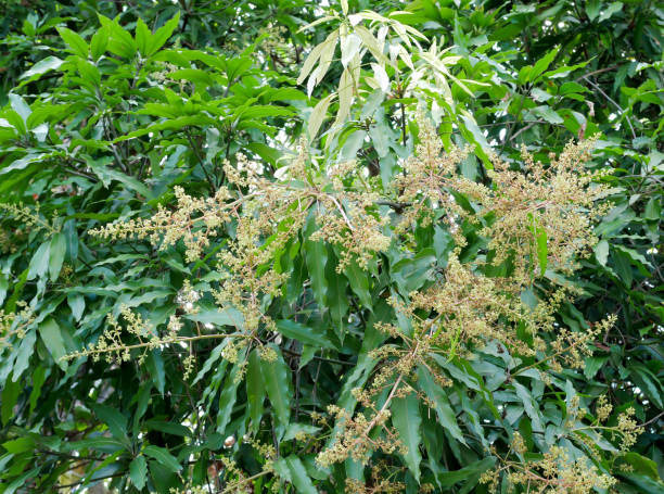 istock Mango flowers on brach woth green leaf 1080759772