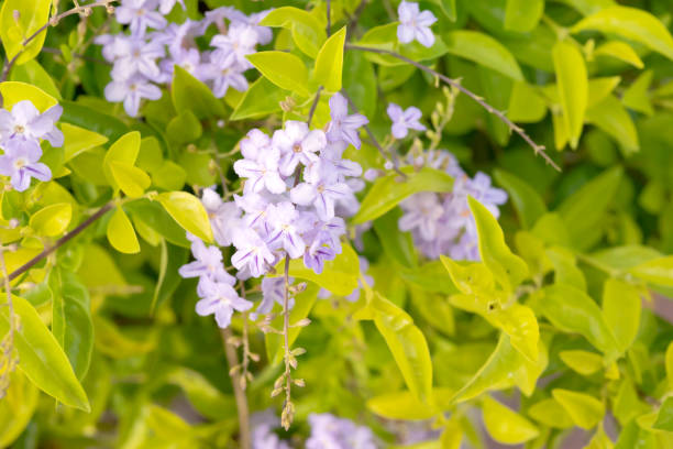 istock Golden dewdrop or Duranta repens L. 1080761036