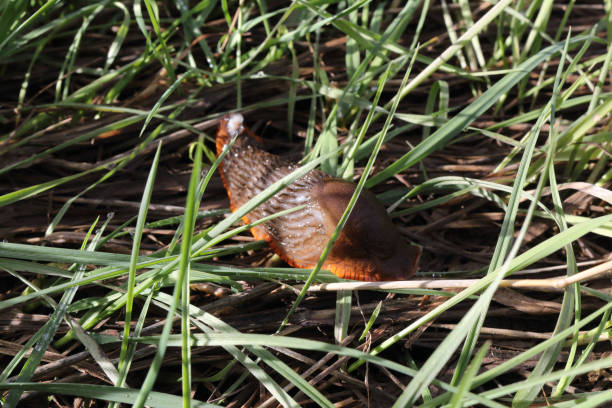 a close view of a brown viscid slug on green grass under the sun during autumn in the spanish conutryside - conutryside imagens e fotografias de stock