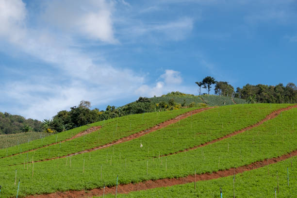 istock Organic vegetable garden on the hill. 1080761464