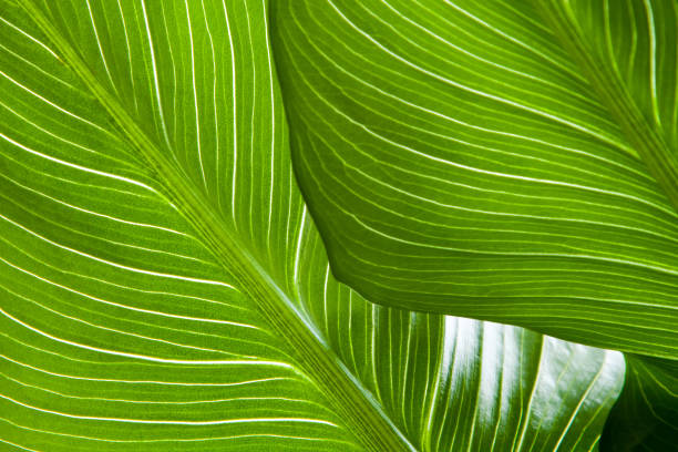 istock Green leaf texture background with light behind. Contrasting bright bands. The veins are exposed to light. for decoration and design. concept of life 1080764506