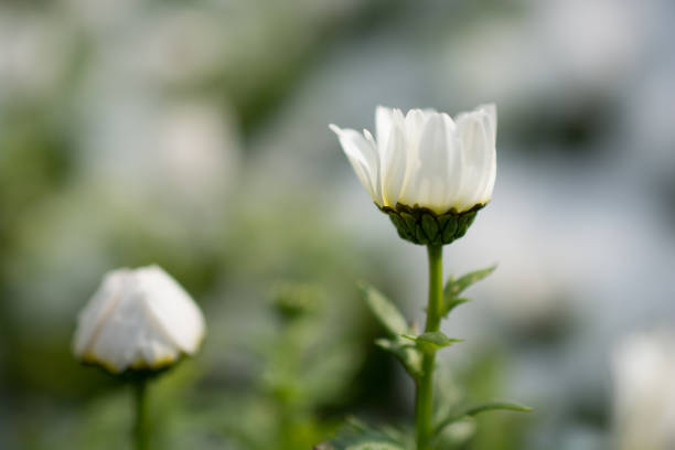 early flowers oof the spring under snow - oof imagens e fotografias de stock