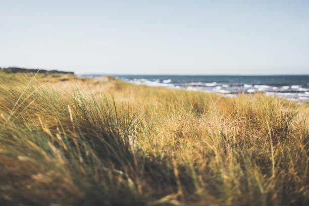 istock Day at the Baltic Sea on Hiddensee in bright sunlight 1080764740