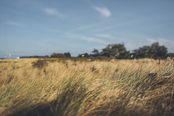 istock Day at the Baltic Sea on Hiddensee in bright sunlight 1080765054
