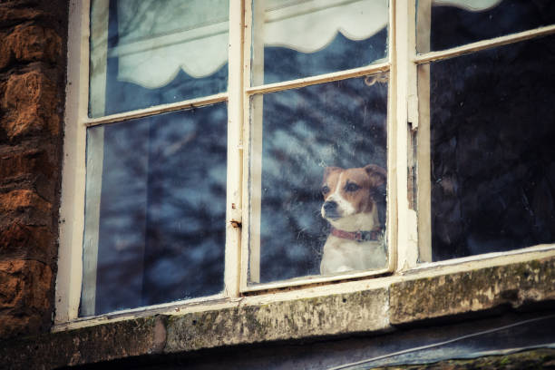 istock lovely animals in UK 1080767044