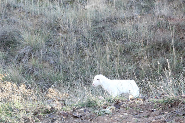 istock A recently birth lamb looking for its mother sheep walking on grass in the mountains of Monterde, Aragon region, Spain 1080767220