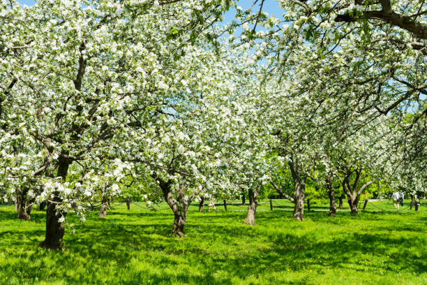 istock Beautiful blooming of decorative white apple and fruit trees 1080769604