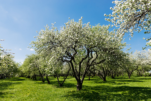 Beautiful blooming of decorative white apple and fruit trees .