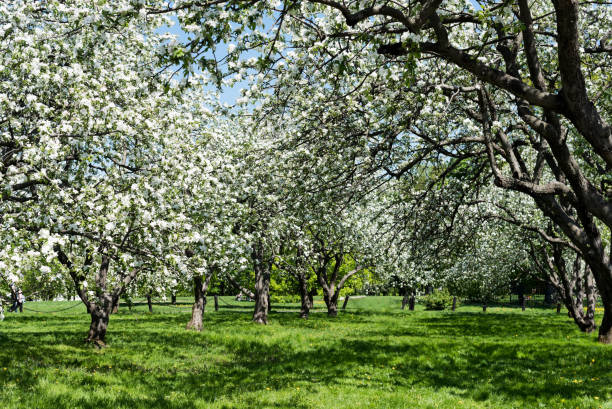 istock Beautiful blooming of decorative white apple and fruit trees . 1080769636