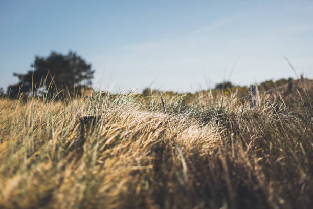 Day at the Baltic Sea on Hiddensee in bright sunlight