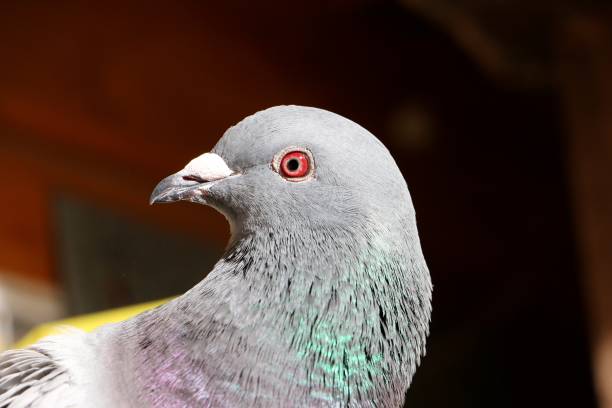 istock dove close up portrait 1080771494