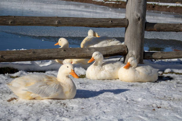 ducks on the lake - walking bird teamwork water bird imagens e fotografias de stock