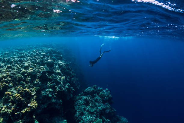 海で岩やサンゴの水中ビュー無料ダイバー男ダイビング - underwater diving scuba diving underwater reef ストックフォトと画像