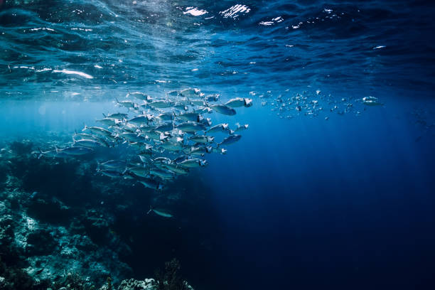 fauna selvatica sott'acqua con pesci tonno della scuola nell'oceano nella barriera corallina - school of fish foto e immagini stock
