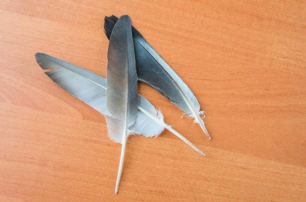 black feather from an angel's wing,