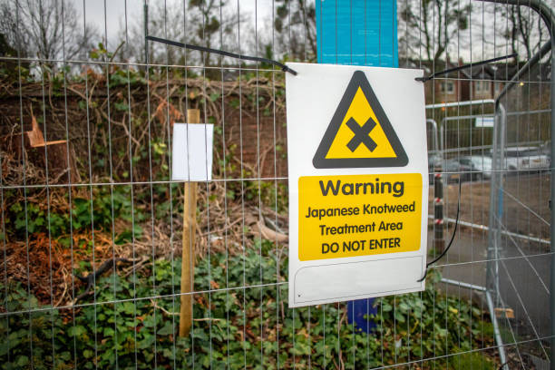 Japanese Knotweed warning sign indicating a treatment area and to avoid entering.  Japanese Knotweed is is classified as an invasive and destructive species in several countries. stock photo