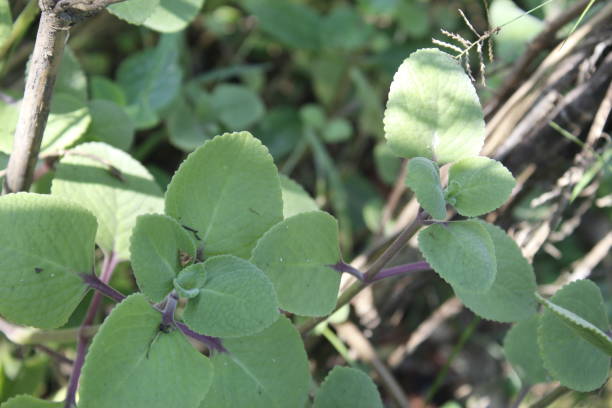 istock Indian borage leaves.copy space natural sunlight background 1080780360