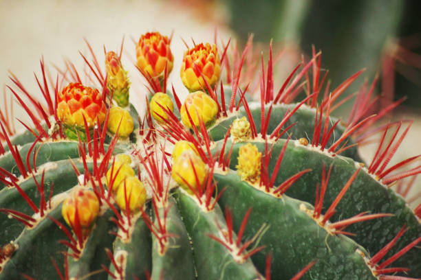 istock Cactus flowers with red thorns 1080782212