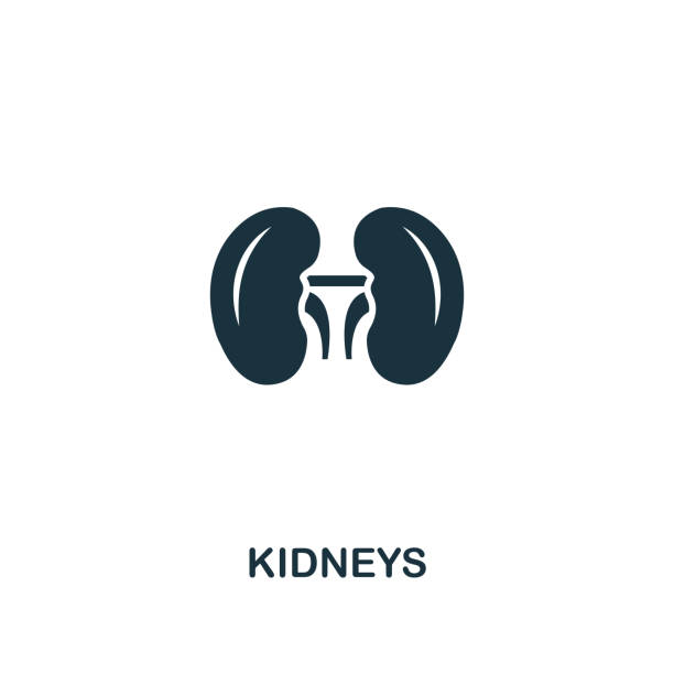 ilustrações de stock, clip art, desenhos animados e ícones de kidneys icon. premium style design from healthcare icon collection. pixel perfect kidneys icon for web design, apps, software, print usage - usage