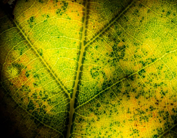 istock Macro photo of Oak leaf showing leaf veins 1080787294